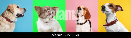 Collage avec des photos de chiens mignons dans des colliers sur des arrière-plans de différentes couleurs. Bannière Banque D'Images