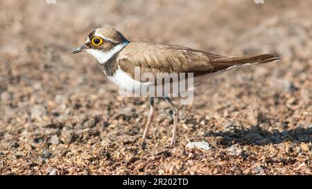 Un petit pluvier annelé (Charadrius dubius) est vu perché sur le sol de galets, regardant autour d'une manière curieuse Banque D'Images