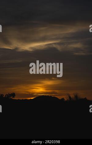 Coucher de soleil dans le désert avec silhouettes de palmiers et arbustes Banque D'Images