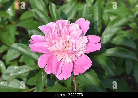 Une pivoine rose, Paeonia officinalis, avec des fleurs entièrement ouvertes. Banque D'Images