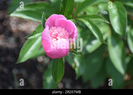 Une pivoine rose, Paeonia officinalis, avec des fleurs partiellement ouvertes. Banque D'Images