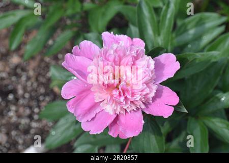 Une pivoine rose, Paeonia officinalis, avec des fleurs entièrement ouvertes. Banque D'Images