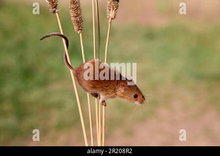 Harvest Mouse (Micromys minutus) adulte, escalade sur les tiges, Midlands, Angleterre, Royaume-Uni Banque D'Images