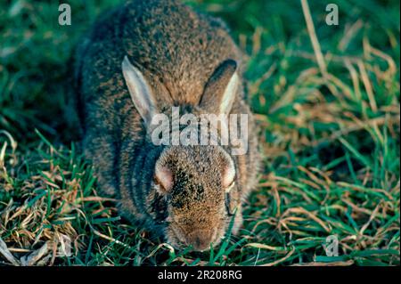 Lapin européen (Oryctolagus cuniculus) adulte, infecté par la myxomatose, Angleterre, Royaume-Uni Banque D'Images