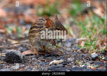 Souris à gazon rayée (Lemniscomys sp.) Adulte, debout sur les pattes arrière au bord de la route, lac Naivasha, Kenya Banque D'Images