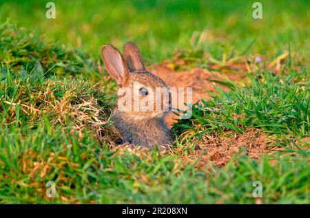 Petit lapin européen (Oryctolagus cuniculus) lapin, vu de l'entrée de la terrier, Pulborough Brooks, réserve RSPB, West Sussex, Angleterre Banque D'Images