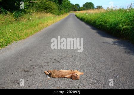 Lapin européen (Oryctolagus cuniculus) adulte mort tué sur une voie de campagne, South Lopham, Norfolk, Angleterre, Royaume-Uni Banque D'Images