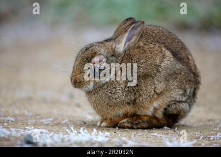 Lapin européen (Oryctolagus cuniculus) adulte, infecté par la myxomatose, Midlands, Angleterre, Royaume-Uni Banque D'Images