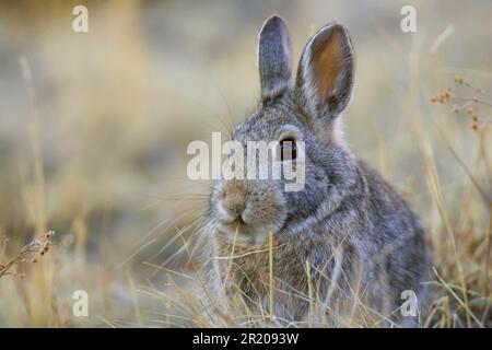 Nuttall's Cottontail (Sylvilagus nuttallii) adulte, se nourrissant de l'herbe sèche (U.) S. A. Banque D'Images