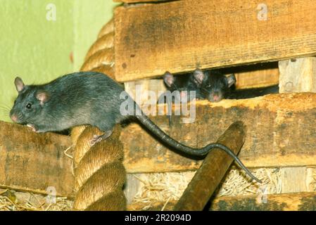 Rat domestique, rats domestiques, rongeurs, rat, rats, Mammifères, animaux, rat noir (Rattus hotus) trois dans le bâtiment, captif Banque D'Images