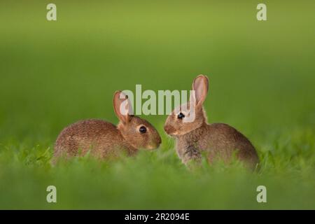 Lapin européen (Oryctolagus cuniculus) deux jeunes, assis dans le champ, Norfolk, Angleterre, Royaume-Uni Banque D'Images