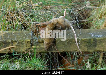 Rat norvégien, rat brun (Rattus norvegicus), rongeurs, rat, rats, mammifères, Animaux, Brown Rat Dead, capturés dans un piège, Angleterre, Grande-Bretagne Banque D'Images