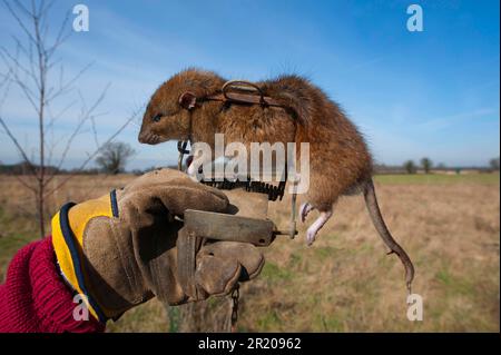 Rat brun (Rattus norvegicus) adulte mort, pris dans un piège à gin, Suffolk, Angleterre, Royaume-Uni Banque D'Images