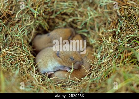 Campagnol de champ (Microtus agrestis), campagnol commun, vole, souris, souris, Rongeurs, mammifères, animaux, taupe de campagne jeune d'une semaine, en nid, Écosse, Unis Banque D'Images