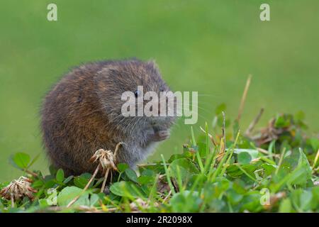 Campagnols de champ (Microtus agrestis), campagnols, campagnols, souris, Rongeurs, mammifères, animaux, taupe adulte, Warwickshire, Angleterre, été Banque D'Images