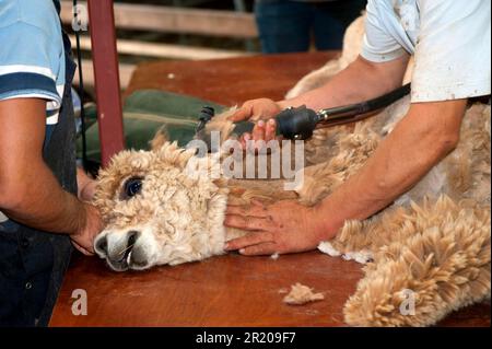 Alpaga (lama pacos) adulte, cisaillé sur la table par l'agriculteur, Angleterre, Royaume-Uni Banque D'Images