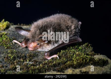 Bat de Bechstein, Bat de bechstein (Myotis bechsteinii), Bats, mammifères, animaux, Bat de Bechstein (très rare au Royaume-Uni) Banque D'Images