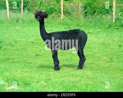 Alpaga, alpacas (Vicugna pacos), petits chameaux, mammifères, animaux, Alpaga (Llama pacos) Huacaya race, manteau noir court Banque D'Images