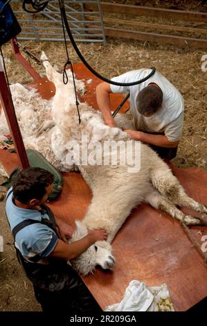 Alpaga (lama pacos) adulte, cisaillé sur la table par l'agriculteur, Angleterre, Royaume-Uni Banque D'Images