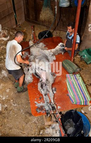 Alpaga (lama pacos) adulte, cisaillé sur la table par l'agriculteur, Angleterre, Royaume-Uni Banque D'Images