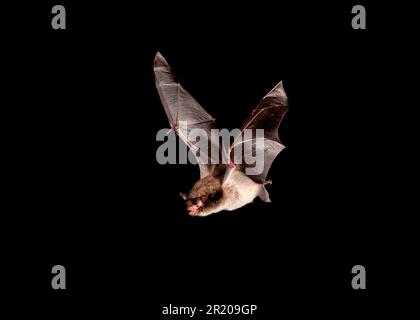 Chauve-souris, chauves-souris de daubenton (Myotis daubentonii), chauves-souris, chauves-souris, mammifères, animaux, Bat de Daubenton, adulte, en vol, Sussex, Angleterre, United Banque D'Images