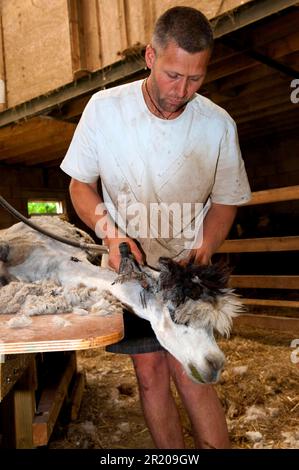 Alpaga (lama pacos) adulte, cisaillé sur la table par l'agriculteur, Angleterre, Royaume-Uni Banque D'Images