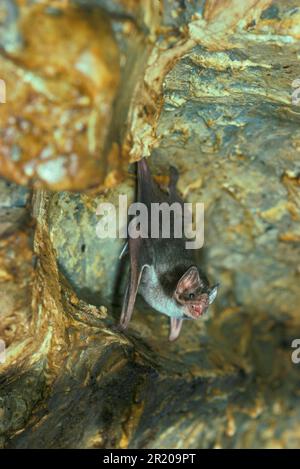 Chauve-souris vampire commune (Desmodus rotundus), vampires communs, chauves-souris, mammifères, animaux, Vampire Bat captif Banque D'Images