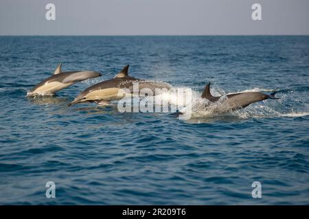 Dauphin à long bec, dauphin à long bec, dauphin à long bec, dauphin à long bec, dauphin à long bec, long bec Banque D'Images