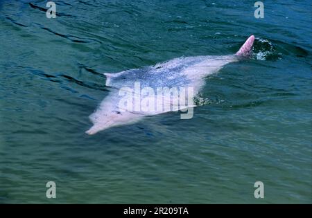 Dauphin blanc chinois, dauphin à bosse indo-pacifique (Sousa chinensis), dauphins blancs chinois, dauphins blancs chinois, dauphins, mammifères marins Banque D'Images