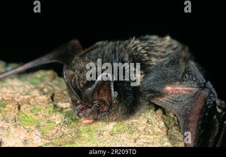 Barbastelle occidentale (Barbastella barbastellus), chauves-souris de type pug occidental, chauves-souris, mammifères, animaux, Barbastelle occidentale adulte, gros plan Banque D'Images