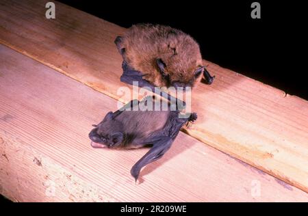 Bat de Pipistrelle (Pipistrellus pipistrellus), Bates, mammifères, animaux, gros plan de la Bat de Pipistrelle, Mère avec 10 jours jeune (S) Banque D'Images