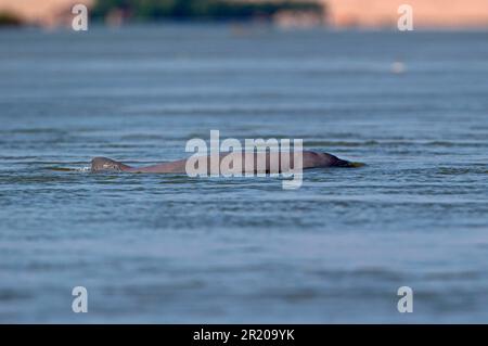 Dauphin d'Irrawaddy (Orcaella brevirostris), dauphin d'Irrawaddy, dauphins d'Irrawaddy, espèces menacées, dauphins, mammifères marins, animaux, mammifères Banque D'Images