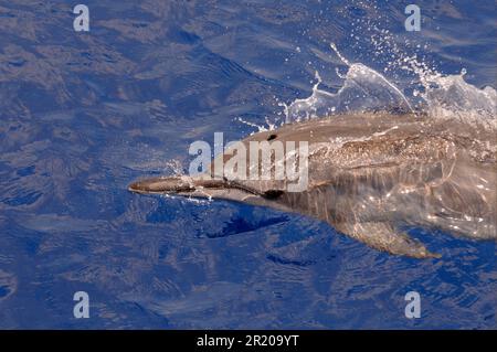 Spinner Dolphin (Stenella longirostris) adulte, gros plan de la tête, surfaçage de l'eau, Maldives Banque D'Images