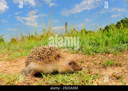 Hérisson européen (erinaceus europaeus) adulte, debout parmi les feuilles mortes, Norfolk, Angleterre, Royaume-Uni Banque D'Images