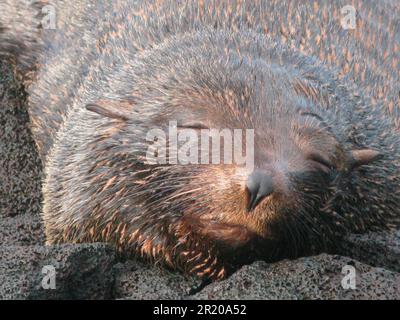 Ours de mer Galapagos, phoque à fourrure du Sud (Arctocephalus), mammifères marins, prédateurs, phoques, mammifères, Animaux, Galapagos fourrure Seal galapago Banque D'Images