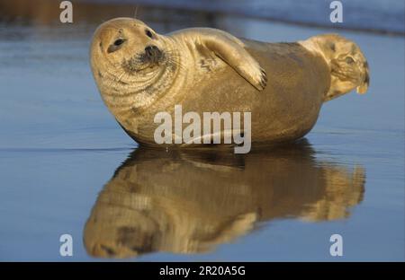 Phoque gris, phoque gris (Halichoerus grypus), mammifères marins, prédateurs, phoques, mammifères, Animaux, pup de phoque gris couché sur le côté dans les eaux peu profondes Banque D'Images