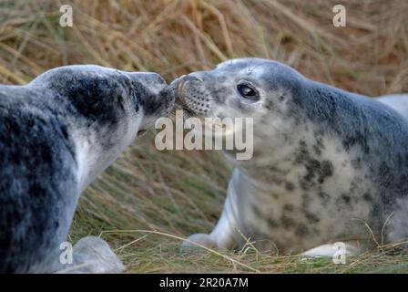 Phoque gris, phoque gris (Halichoerus grypus), mammifères marins, prédateurs, phoques, mammifères, Animaux, les petits phoques gris moulent du manteau blanc, dans le sable Banque D'Images