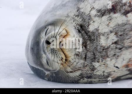 Weddell Seal (Leptonychotes weddellii) adulte dormant, gros plan de la tête, Antarctique Banque D'Images