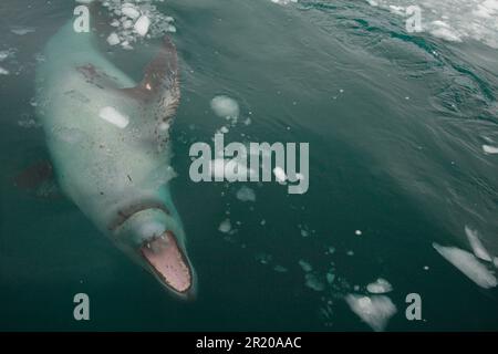 Phoque léopard (Hydrurga leptonyx) femelle adulte, attaquant le bateau zodiaque dans l'eau, Danco, péninsule antarctique, Antarctique Banque D'Images