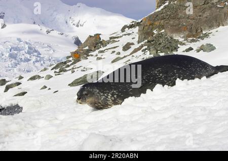 Phoque de Weddell (Leptonychotes weddellii) adulte, reposant sur la neige, île Crescent, îles Shetland Sud, Antarctique Banque D'Images