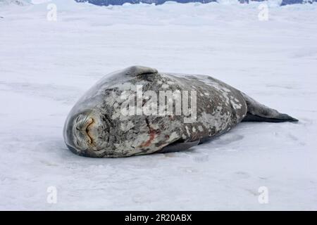 Weddell Seal (Leptonychotes weddellii) adulte dormant, Antarctique Banque D'Images