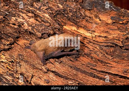 Chauve-souris à peau rugueuse, chauve-souris à peau rugueuse, chauves-souris à peau rugueuse, chauves-souris à peau rugueuse, Mammifères, animaux, Pipistrelle de Nathusius (Pipistrellus nathusii) Banque D'Images