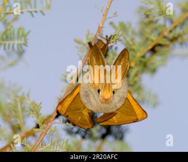 Chauve-souris à ailes jaunes (bordons de Lavia), chauves-souris à ailes jaunes, chauves-souris, mammifères, animaux, Chauve-souris à ailes jaunes, adulte, roosting pendant la journée, Baringo, Great Rift Banque D'Images