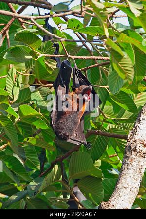 Lyle's Flying Fox (Pteropus lylei), femelle adulte, bâilling, suspendu de la roôte pendant la journée, Siem Reap, Cambodge Banque D'Images