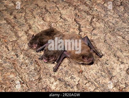 Chauve-souris à cornes rugueuses, Pipistrelle de nathusius (Pipistrellus natusii), chauves-souris à cornes rougeuses, chauves-souris à cornes rougeuses, chauves-souris, mammifères, Animaux, Nathusius's. Banque D'Images