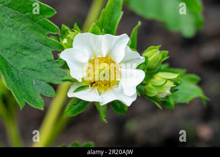 Arbustes fleuris de jardin fraise gros plan Banque D'Images