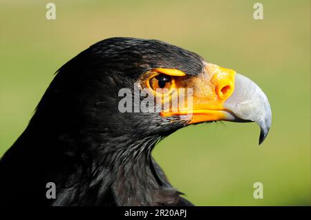 Aigle de Verreaux (Aquila verreauxii) adulte, gros plan de la tête, Afrique du Sud Banque D'Images