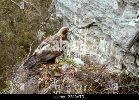 Aigle royal (Aquila chrysaetos) adulte sur l'eyrie avec jeune Banque D'Images