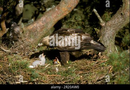 Aigle doré (Aquila chrysaetos) poussin d'alimentation femelle, nid dans le pin, Écosse, Royaume-Uni Banque D'Images