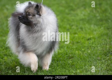 Keeshond regardant sur le côté dans l'anneau d'exposition de chien Banque D'Images